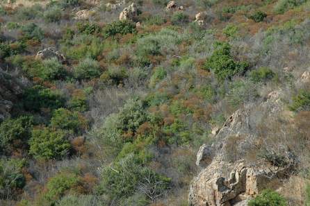 Maquis bigarré : vert, brun et gris entre les rochers