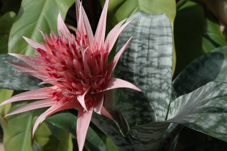 Aechmea fasciata