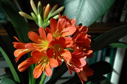 Clivia miniata