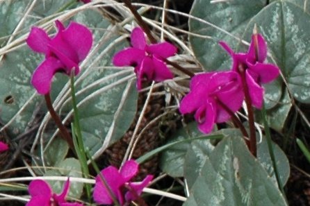 Cyclamen