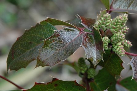 Mahonia