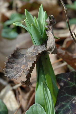 Phalangère perçant une feuille morte