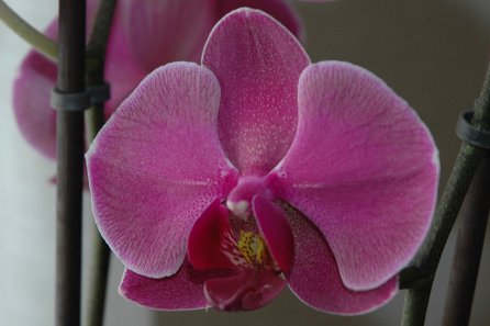 Phalenopsis