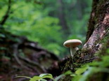 Champignon en forêt